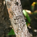 Ceriops tagal (Yellow Mangrove) コヒルギ in Holloways Beach. The trunk always has some light orange bits.<br />Canon KDX (400D) + EFS60 F2.8